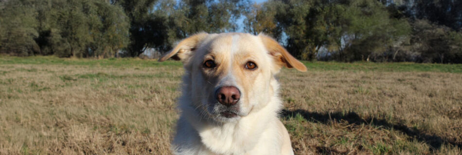 Primo piano di Beth un llabrador