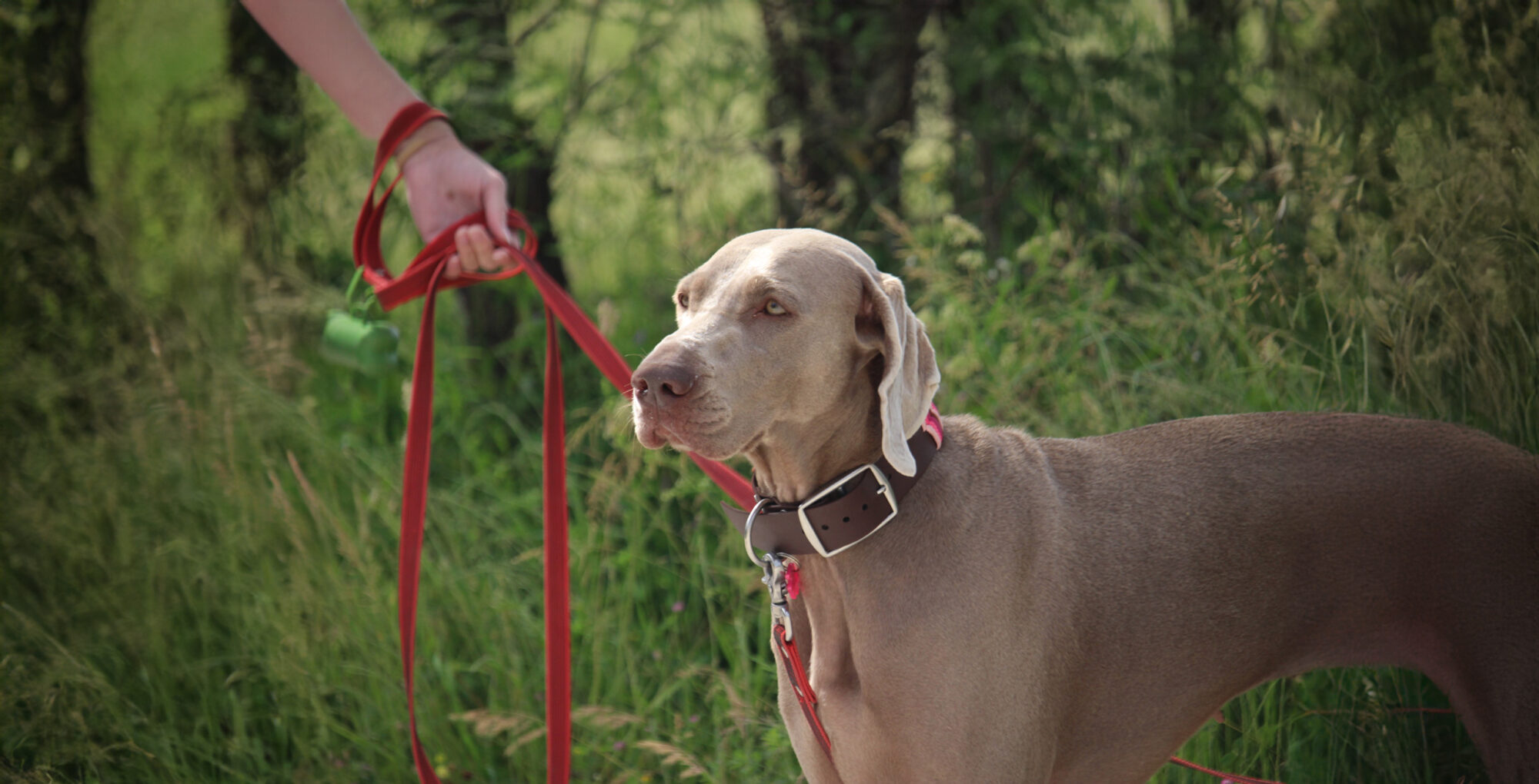 Primo piano di Aria, un Weimaraner, durante una classe di lavoro nel bosco.