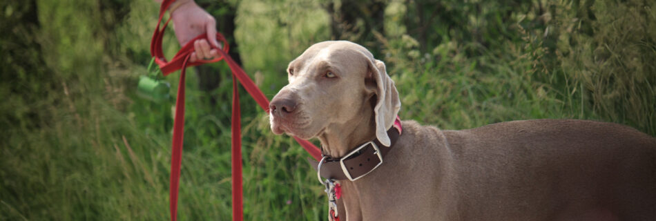 Primo piano di Aria, un Weimaraner, durante una classe di lavoro nel bosco.