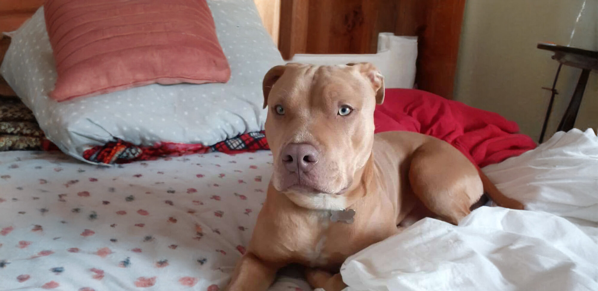 Argo, un pitbull, sdraiato sul letto.