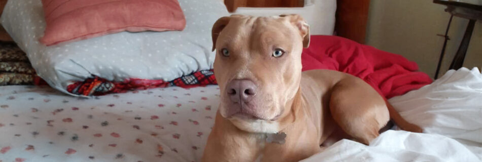 Argo, un pitbull, sdraiato sul letto.