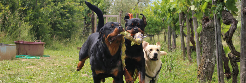Pablo, Triss e Shiro
