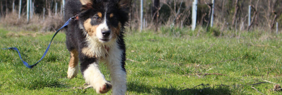 Birillo che corre sull'erba