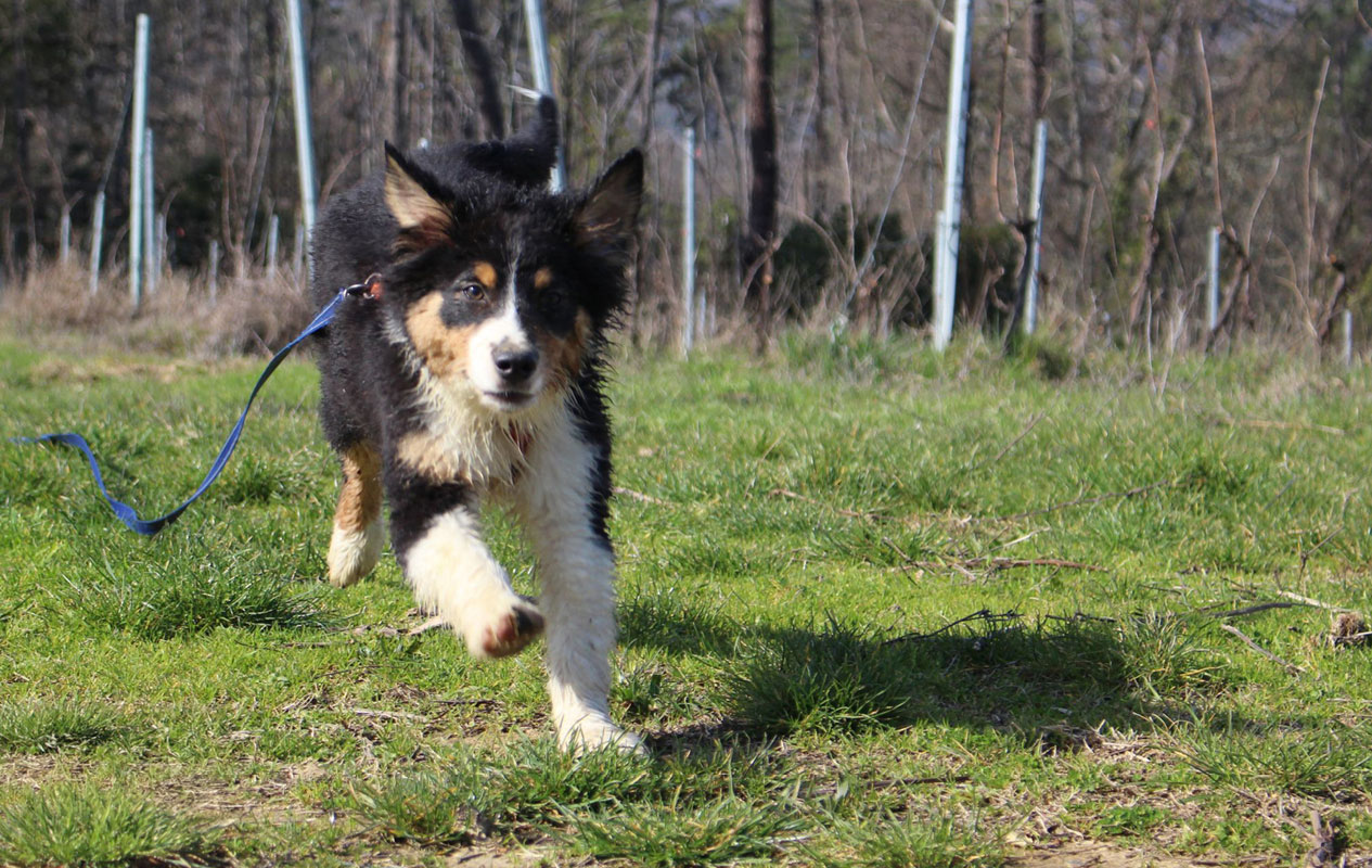 Birillo che corre sull'erba