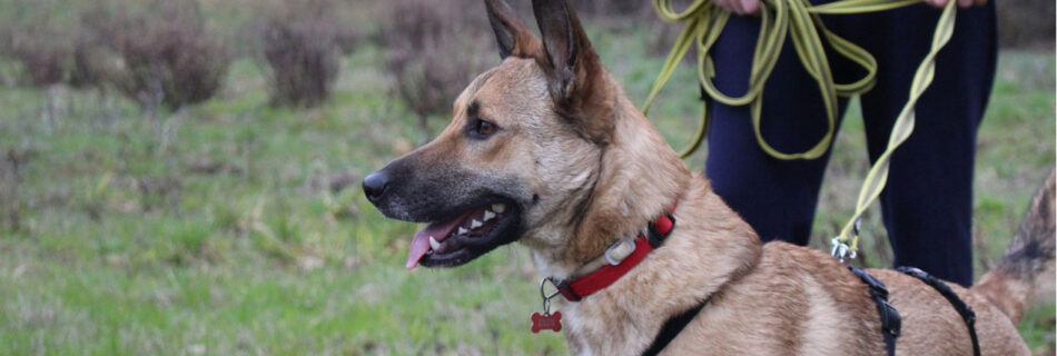 Primo piano di Lola
