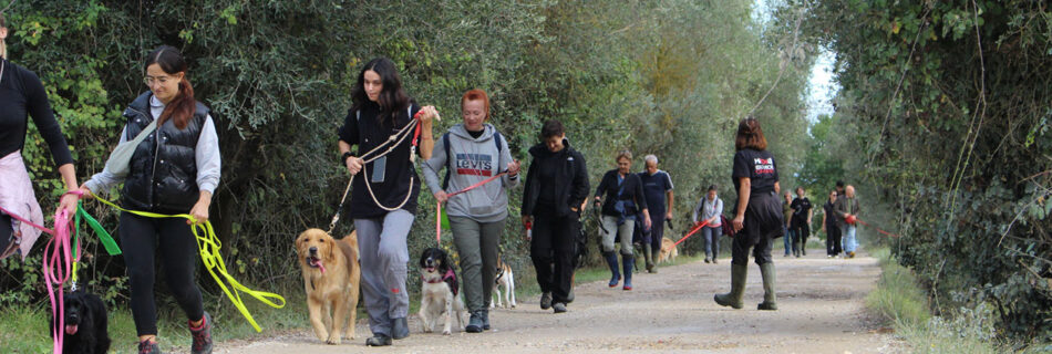 Uscita di gruppo, tanti cani con i loro padroni
