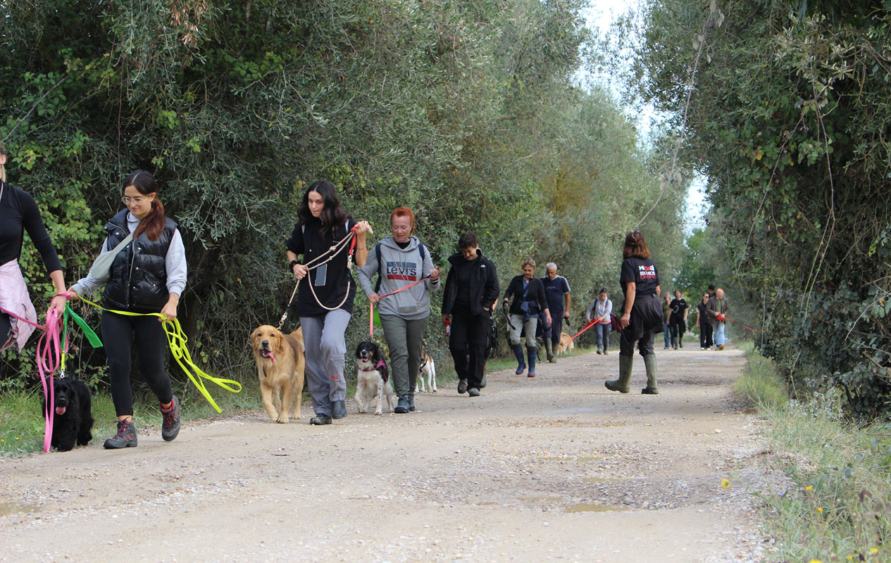 Uscita di gruppo, tanti cani con i loro padroni