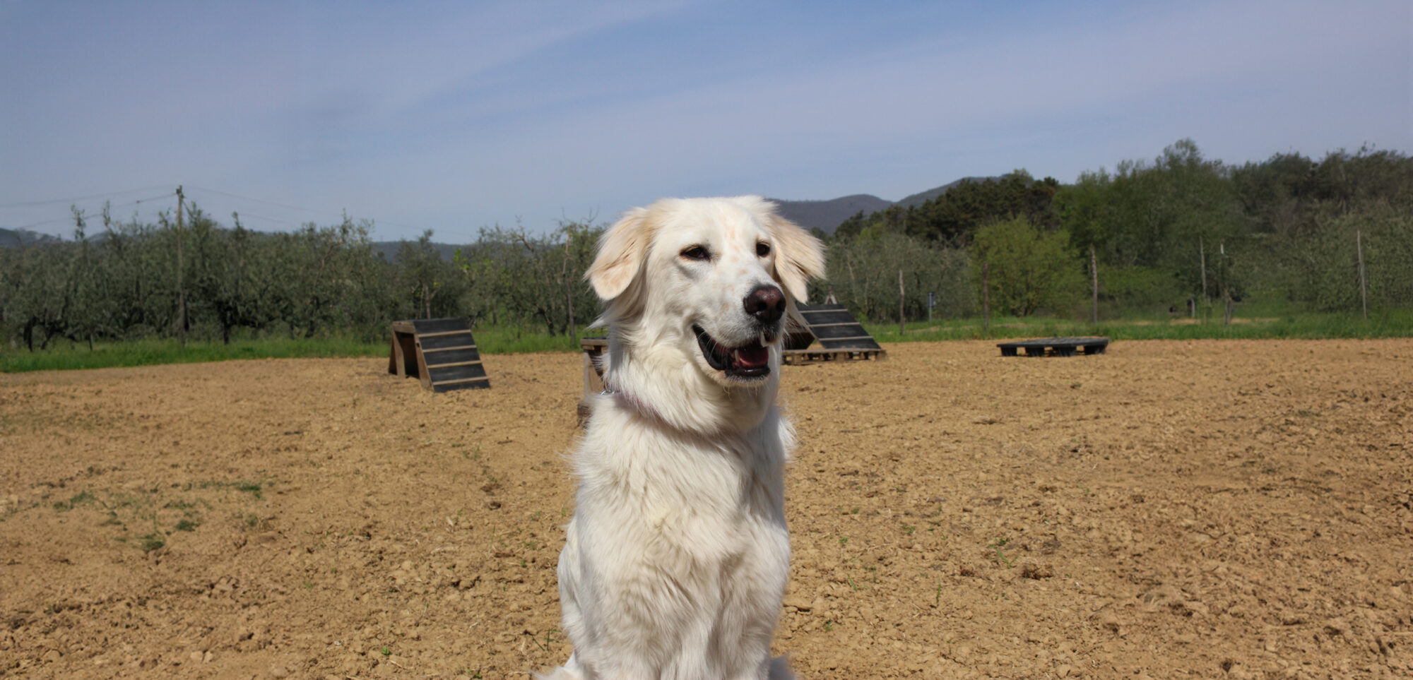 Primo piano di Dora, un mix maremmano, all'interno del campo cinofilo MifiDog.