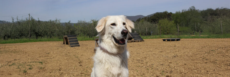 Primo piano di Dora, un mix maremmano, all'interno del campo cinofilo MifiDog.