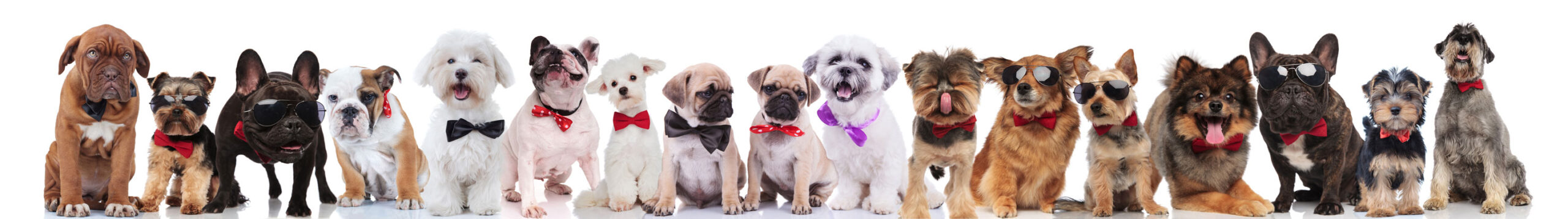 tanti piccoli cani