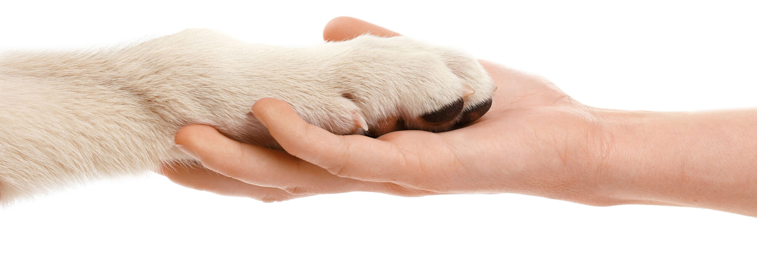 mano di Laura con sopra la zampa di Shiro